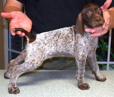 german shorthaired pointers for sale in wisconsin|german shorthaired pointer puppies wisconsin.